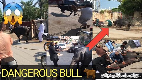 Qurbani Ke Waqt Heavy Bull Bhaag Gaya !! 😨😨 Eid Ul Adha 2024 🐂