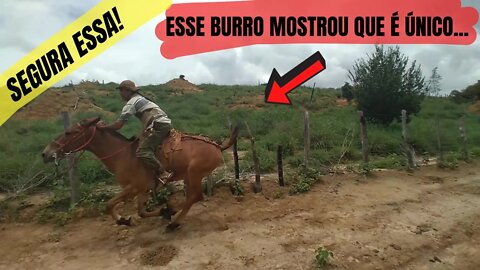 OLHA O QUE ESSE BURRO FEZ! - BURRO DENGOSO DISPARA COM VAQUEIRO PO