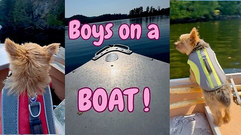 Two Terriers Go For a Boat Ride!