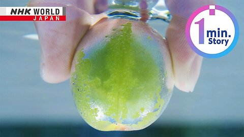 Ume plums, nature’s sparkling summer gemsーNHK WORLD-JAPAN NEWS