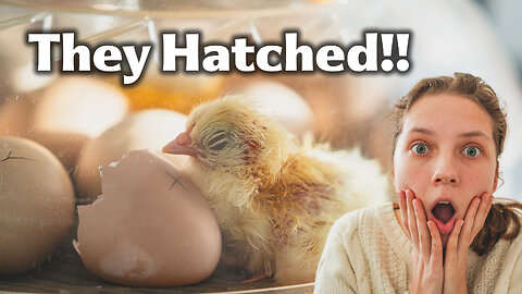 Hatching Heritage Chicks For The First Time - I Did Not Expect This