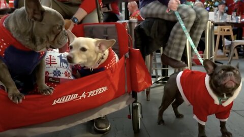 Ugly Sweaters Are Now A Holiday Staple, Even For Some Pets