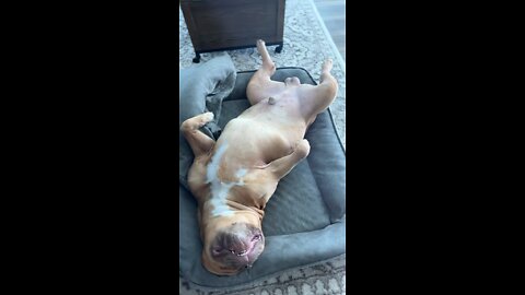 GIANT Pit Bull is soooo goofy sleeping upside down! 🦁🙃💤