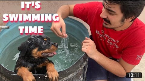 LET'S DO SWIMMING | ROTTWEILER SWIMMING | ROTTWEILER TRAINING|PUPPY SWIMMING