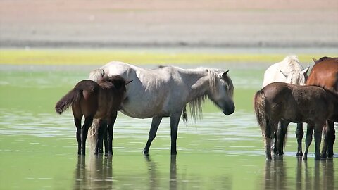 Unlocking the Hidden Beauty of Horses: A Visual Delight @ Essentially Healthy Living