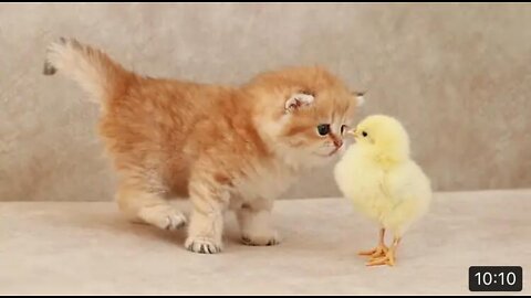 Fluffy orange meets with the yolk 🐥