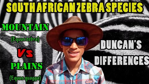 South African Zebra Species | Mountain vs Plains | Duncan's Differences