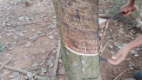 Cutting a Thailand Rubber Tree