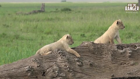 Little Lion Cubs Play In Kenya's Maasai Mara | Zebra Plains