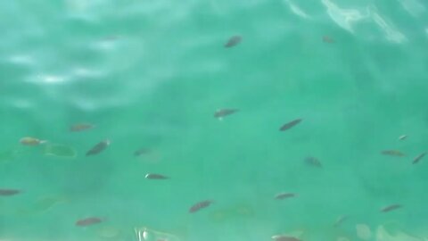 Ilha Grande, Brazil | Fish