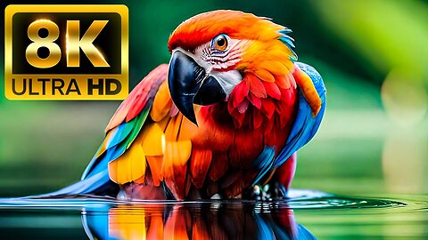 8K Animals & Birds Collection