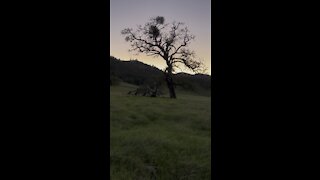 Oak Tree and Ridgeline just after Sunset