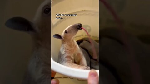 Tamandua Mouth