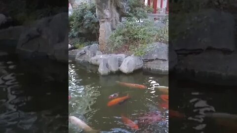 Koi in Sydney