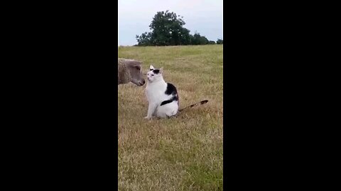 Funny animals 2023 - Funniest Cats and Dogs Video #shorts