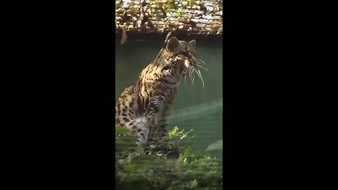 dog n cat dancing