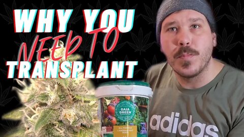 How To Transplant Organic Cannabis | HOW TO GROW WEED EASY AT HOME