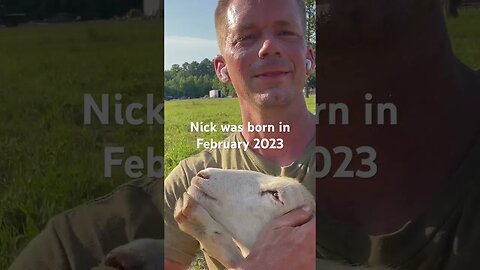 Slick Nick and the chicken feed saga