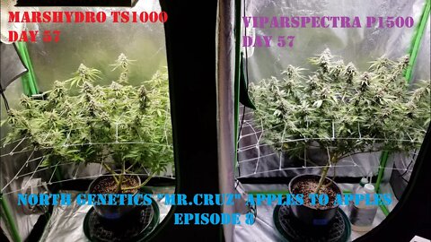 APPLES TO APPLES? SIDE BY EACH" ep 8 Day 57 North Genetics Mr.Cruz 👽 Mars TS1000 Viparspectra P1500