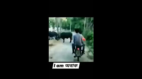 Hindi comedy videos