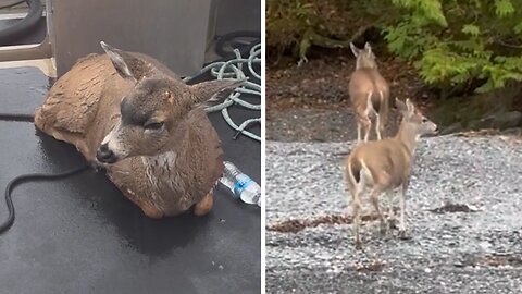 Swimming deer rescued 4 miles from shore in Alaska