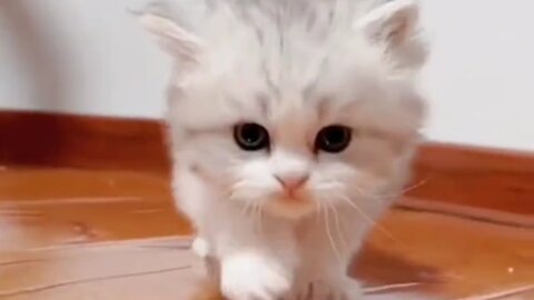 Funny Cats - Cute kitten #1