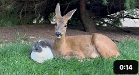 Deer and Rabbit Best Friends