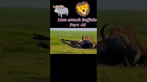 Lion attack Buffalo 🐃 2022 Part -16 #youtubeshorts #shorts #shortvideo