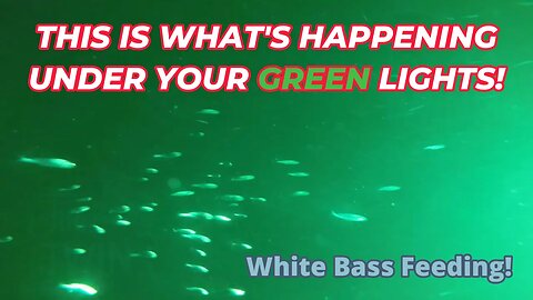 Underwater Footage Using GREEN LIGHTS!