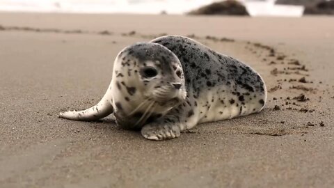 Happy seal in the morning 🦭