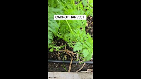 harvesting carrots 🥕