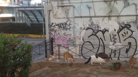 Las gatitas en el parque comunitario del CAK (P3)