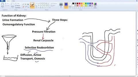 10th Class Bio Function of Kidney