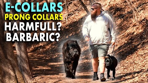 E-Collars Prong Collars Harmful or Helpful? Balanced Dog Training