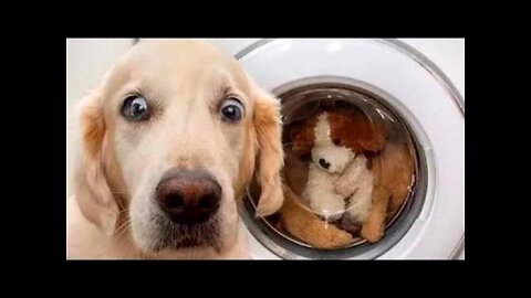 🤣 Funniest Dogs 🐶 And Cats 😻 Videos - 😹 Try Not To Laugh Pets - Animals From Tik Tok