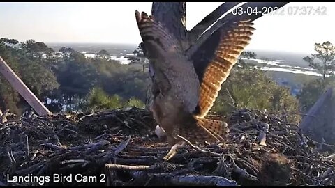 Squirrel Startles Mom-Cam Two 🦉 3/4/22 07:37