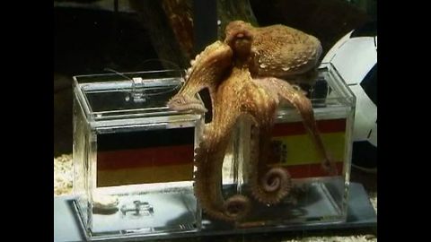 Psychic Paul the Octopus