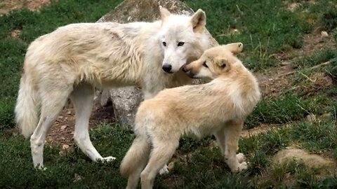 Revealing The Secret Lives Of Animals: Stunning Wild Footage!