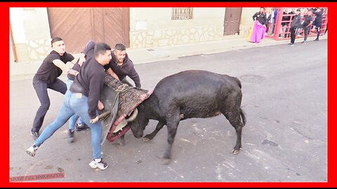 GRISEN ( ZARAGOZA ) TARDE VACAS CALLE Y PLAZA ( SABADO 18 NOVIEMBRE 2023 ) GANAD.HNOS.VELA