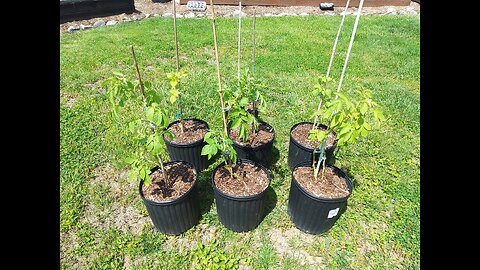 Harvesting potato SPROUTS from small pots 5/22/23