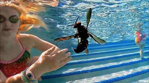 Wasp in the Swimming Pool