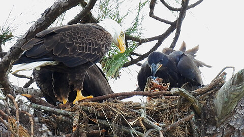 Week 8, Growing Eaglets Getting Fed