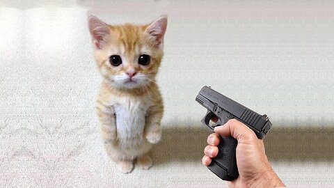 Funny cat vs Gun - Funny Animals playing dead on finger shot Compilation