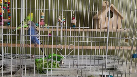 Happy Budgie Sounds For Loney Budgies! 💕😊