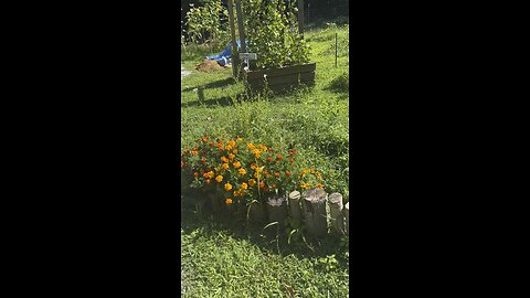 Butterfly 🦋 Chamberlin Family Farms #flowers #butterflies #nature #countrylife