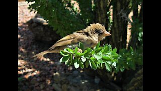 Tucson Arizona Wildlife 3