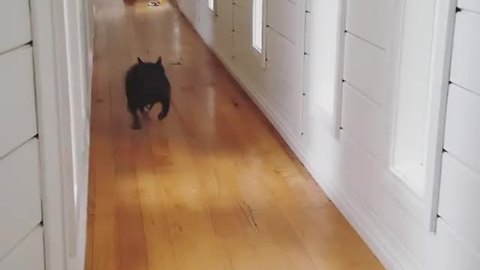 Excited French Bulldog pinballs down slippery hallway