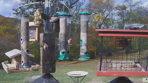 PA Bird Feeder Finches (Purple Finch) #4 2020 10 15