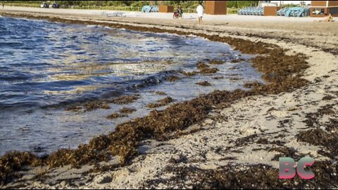 AP: A 5,000-mile seaweed belt is headed toward Florida