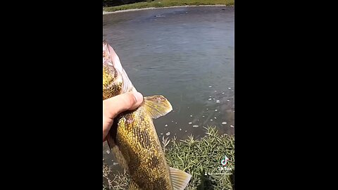 BIG Surprise river fishing!!